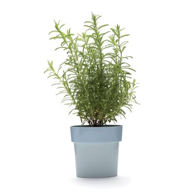 Slim pot-blue