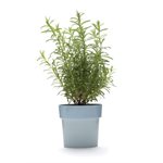 Slim pot-bleu