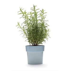 Slim pot-bleu